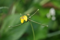 Vigna trilobata